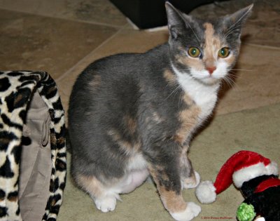Kitty Josie with her toys