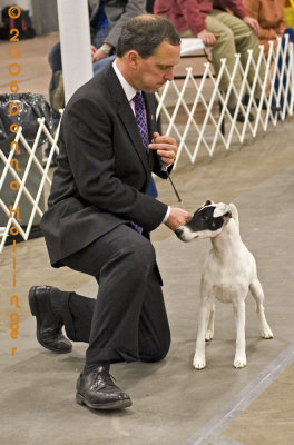 A Fox Terrier in competition