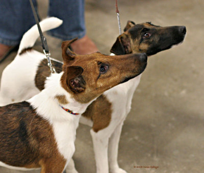 Two Fox Terriers