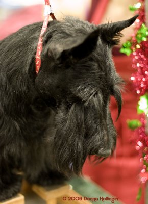 Scotch Terrier