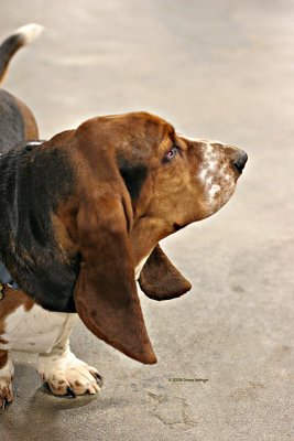 Bassett Hound