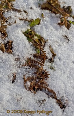 Fern and Snow