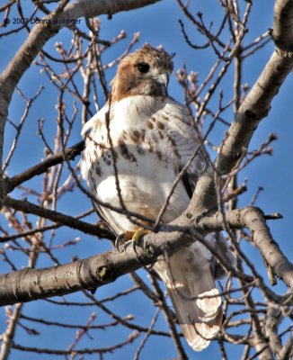 Red Tail Hawk at Mount Auburn