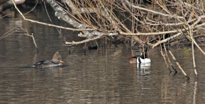 Immature and mature Hooded Mergansers