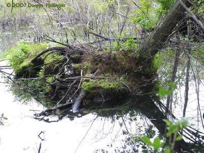 Beaver Chew