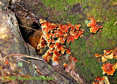 Orange Shelf Fungus