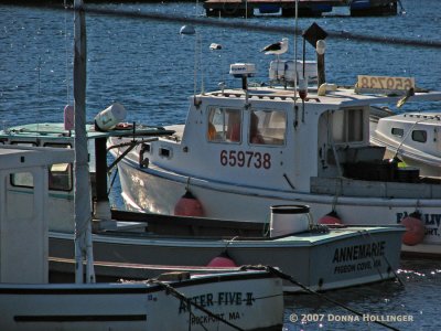 Pigeon Cove Boat with Seagull