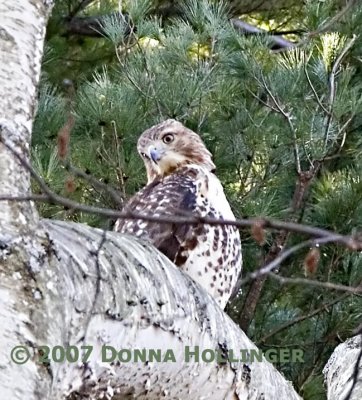 Red Tail Hawk on a Birch Tree