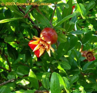 Pomagranate ripening