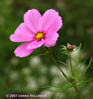 Cosmos pink or