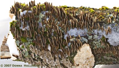 Lichen and Mushrooms