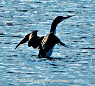 Silhouette of a Loon on Fresh Pond