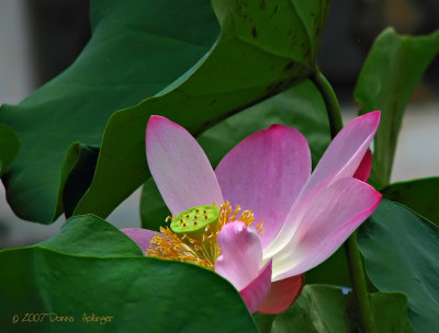 Lotus Flower at the Old Palace