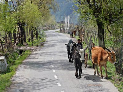 Child driving his cows on a country road