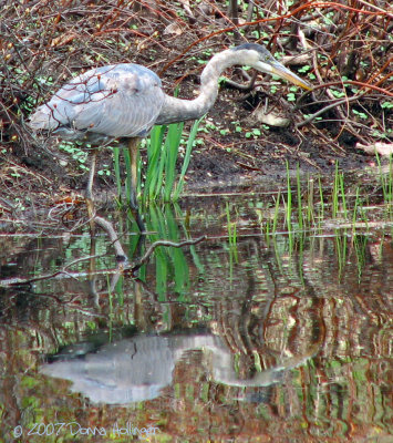 Sneaky Heron trying to catch a frog