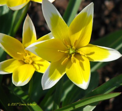 Tulipa Tarda ( Daystemon)