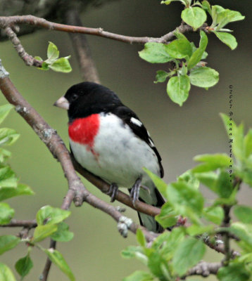 Handsome Mr. Grosbeak