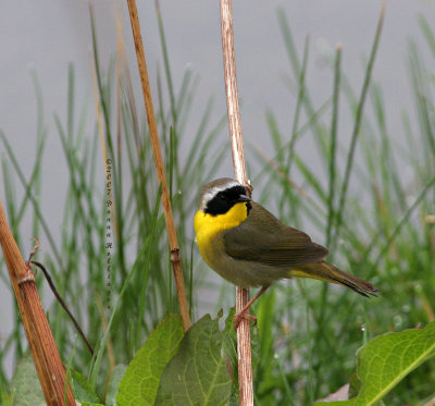 Common YellowThroat, Geothlypis trichas