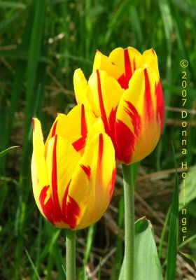 Parrot Tulips