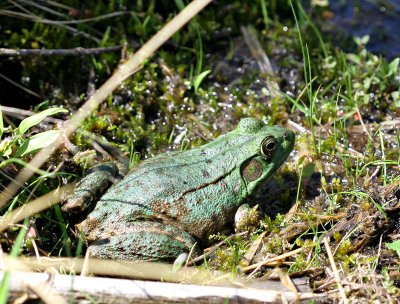 Green Frog with Nice Eyes