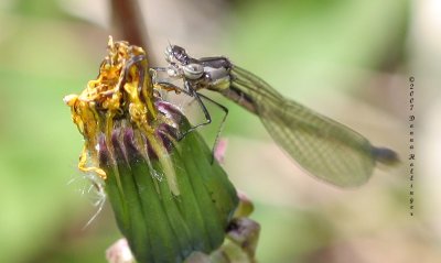 Damselfly on Dandelion