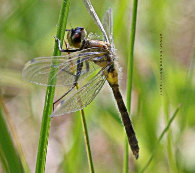 Eastern Ringtail Dragonfly?