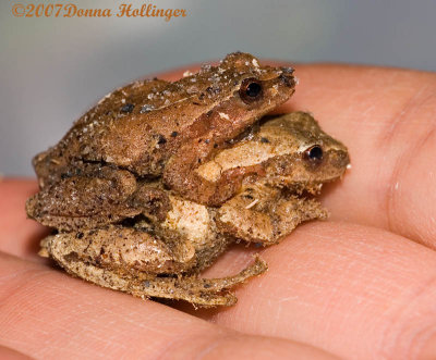 Mating Spring Peepers