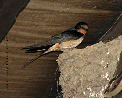 Mother swallow at the nest