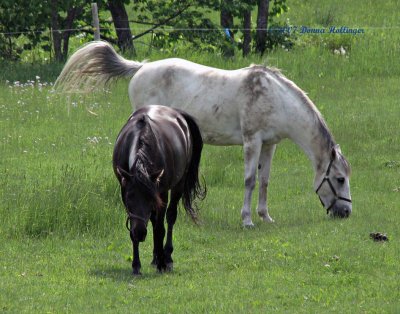 Two spirited horses