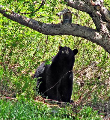 Tantalizing Bear Food