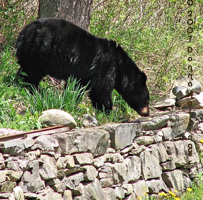 Bear with suet cake