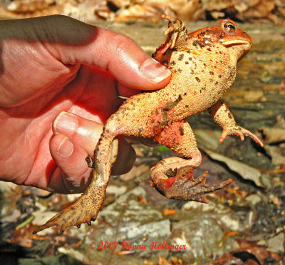 Red Toad in Peter's Hand