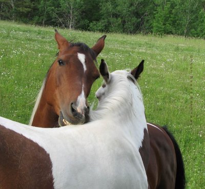 Two horses grooming