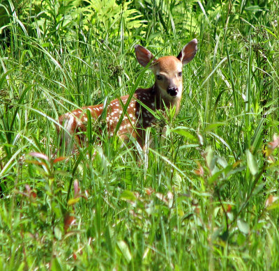 Fawn near our pond