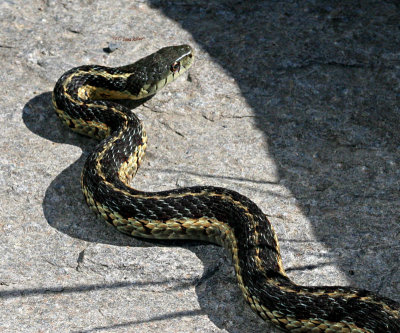  Snake in Sigma shape