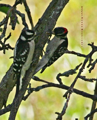 Downy Woodpeckers:  Feeding suet to the female?