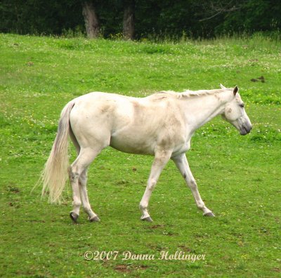 Dirty White Horse