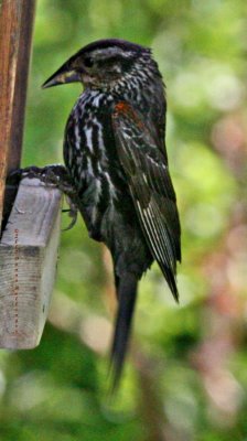 Red Winged Blackbird (female)