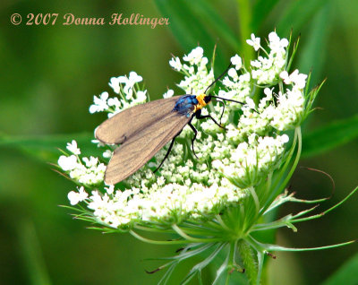 Ctenucha Virginia Moth