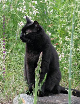 Kitty Mickey with Asparagus