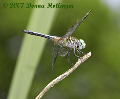 Blue Dasher (Pachydiplax longipennis)