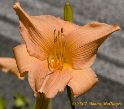 Winged Daylily