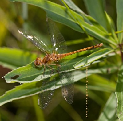 Little Dragonfly   ( Pantala flavescens)