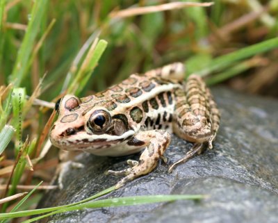 2 inch Pickerel Frog