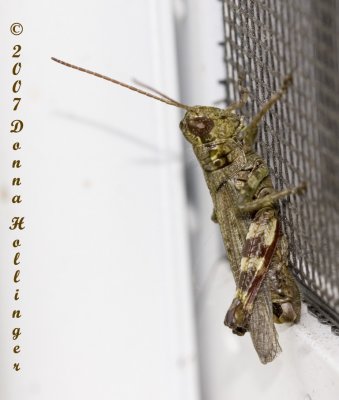 Grasshopper (Brown and Green)