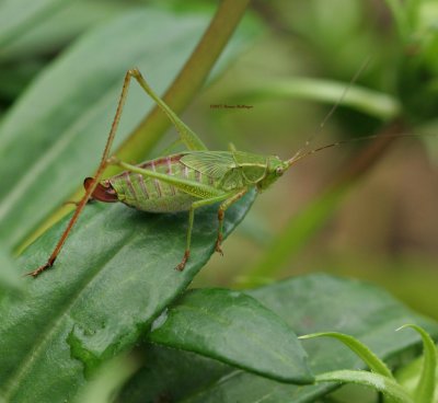 Katydid on Gazania Leaf