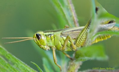 Close-up of a grasshopper