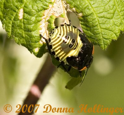 Green Stink Bug nymph - Acrosternum hilare