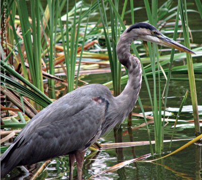 Great Blue Heron Fishing