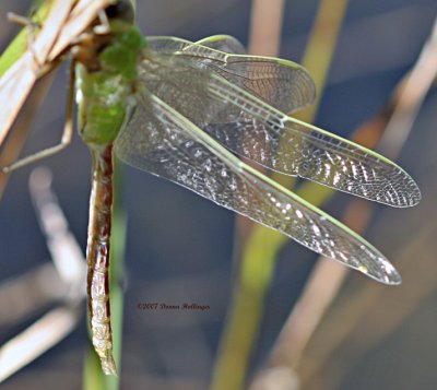 Common Green Darner